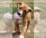 Small #2 Beagle Mix