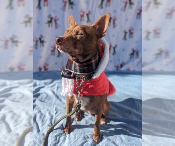 Medium Photo #6 Pharaoh Hound-Rat Terrier Mix Puppy For Sale in Richmond, IN, USA