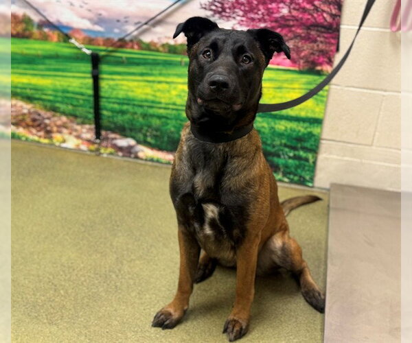 Medium Photo #1 Mutt Puppy For Sale in Moreno Valley, CA, USA