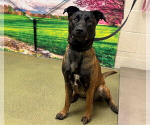 Mutt Dogs for adoption in Moreno Valley, CA, USA