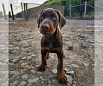 Small #1 Doberman Pinscher
