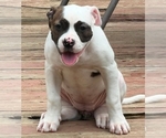 Puppy Mia American Bulldog