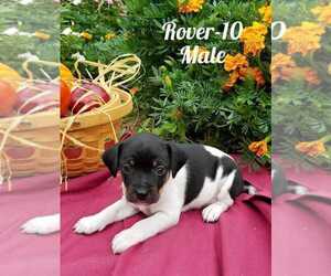 Foxy Rat Terrier-Jack Russell Terrier Mix Puppy for sale in HAMBURG, PA, USA