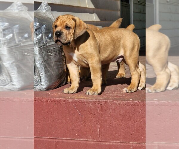 Medium Photo #6 Boerboel Puppy For Sale in LA CROSSE, VA, USA