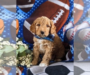 Medium Aussiedoodle Miniature 