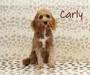 Mother of the Bernedoodle (Miniature)-Cavapoo (Miniature) Mix puppies born on 08/01/2026
