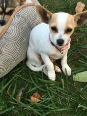 Chihuahua Puppy for sale in STREETSBORO, OH, USA