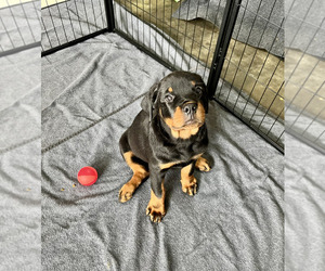 Rottweiler Puppy for Sale in MCLEANSVILLE, North Carolina USA
