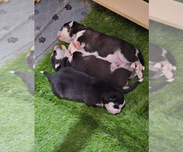 Medium Photo #63 Siberian Husky Puppy For Sale in ALTON, IL, USA