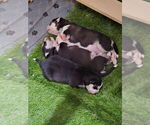 Small Photo #63 Siberian Husky Puppy For Sale in ALTON, IL, USA