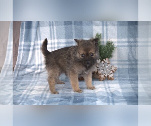Medium Photo #3 Alaskan Klee Kai-Pomsky Mix Puppy For Sale in CLARE, MI, USA