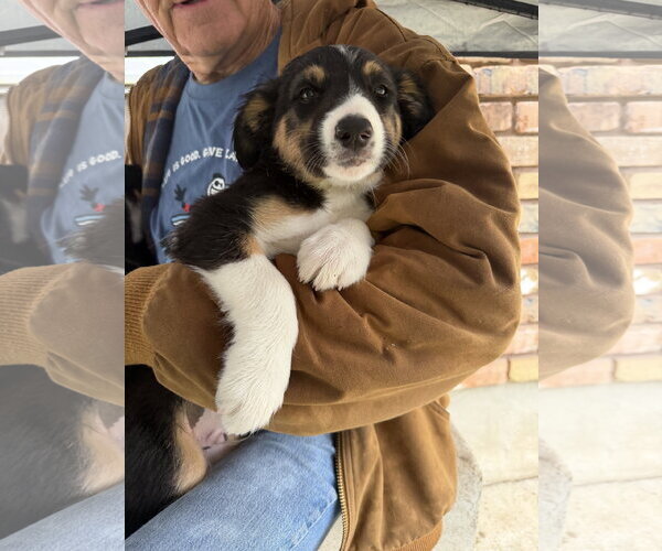 Medium Photo #2 Border Collie-Unknown Mix Puppy For Sale in Sandy, UT, USA