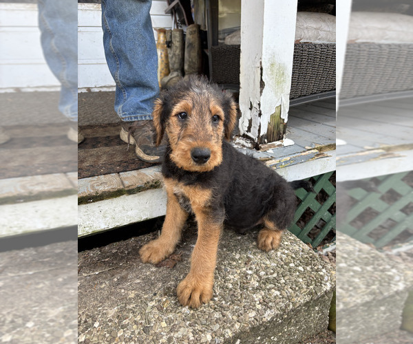 Medium Photo #9 Airedale Terrier Puppy For Sale in ELMA, NY, USA