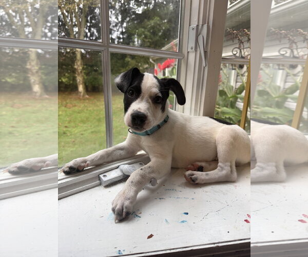 Medium Photo #6 American Pit Bull Terrier-Jack Russell Terrier Mix Puppy For Sale in Oakhurst, NJ, USA
