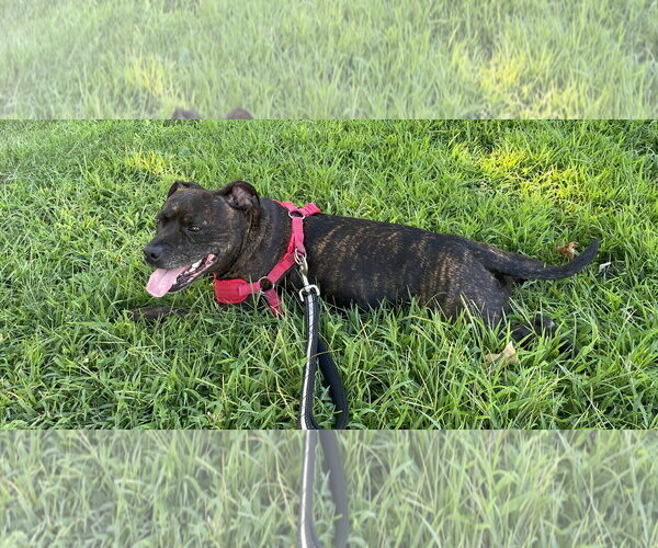 Medium Photo #2 Mutt Puppy For Sale in Clarkston, MI, USA
