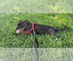 Small #1 Mutt