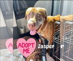 Small #1 Labrador Retriever Mix