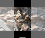 Small #2 American Pit Bull Terrier-American Staffordshire Terrier Mix
