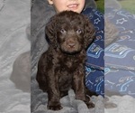 Small Photo #13 Labradoodle Puppy For Sale in JOPLIN, MO, USA