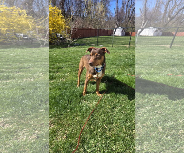 Medium Photo #12 Australian Kelpie-Miniature Pinscher Mix Puppy For Sale in Rockaway, NJ, USA
