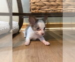 Small #3 Chiranian
