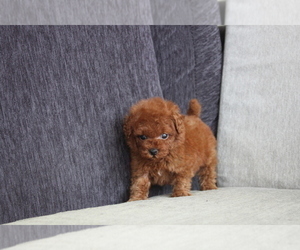 Medium Poodle (Toy)