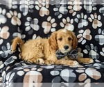 Small Photo #3 Goldendoodle (Miniature) Puppy For Sale in GLEN ROCK, PA, USA