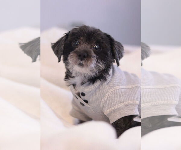 Medium Photo #1 Mutt Puppy For Sale in Philadelphia, PA, USA