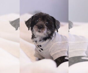 Mutt Dogs for adoption in Philadelphia, PA, USA