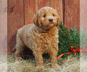 Goldendoodle-Poodle (Miniature) Mix Puppy for sale in CLARK, WI, USA