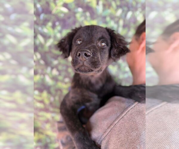 Medium Photo #8 Mutt Puppy For Sale in New York, NY, USA