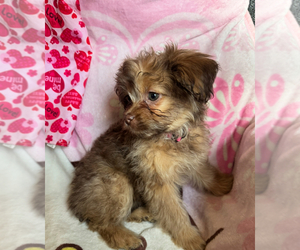 Maltese-Maltipom Mix Puppy for sale in HUDSON, MA, USA