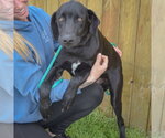 Small #4 Weimaraner Mix