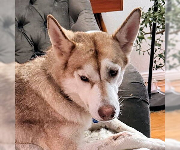 Medium Photo #2 Siberian Husky Puppy For Sale in Omaha, NE, USA