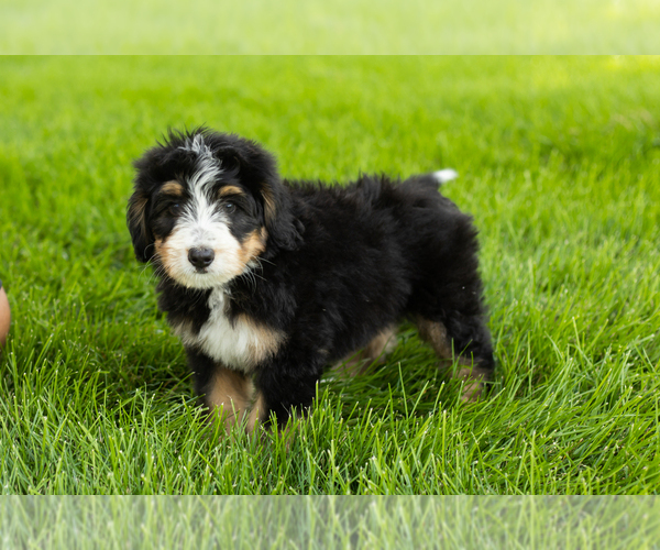 Medium Photo #4 Bernedoodle (Miniature) Puppy For Sale in SHIPSHEWANA, IN, USA