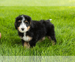 Small #3 Bernedoodle (Miniature)