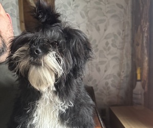 Auss-Tzu Puppy for sale in LODI, NY, USA