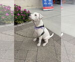 Small #2 American Pit Bull Terrier-Labrador Retriever Mix