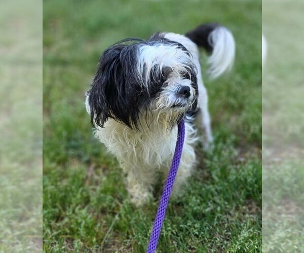 Medium Photo #15 Shih Tzu-Unknown Mix Puppy For Sale in New York, NY, USA