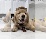 Small #12 Golden Retriever