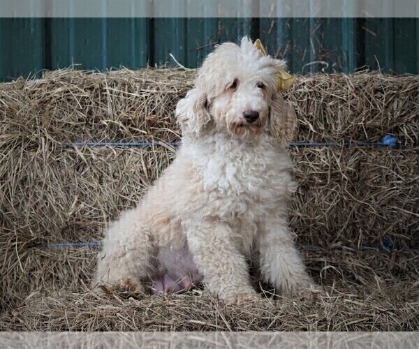 Medium Photo #1 Poodle (Miniature) Puppy For Sale in DUNNVILLE, KY, USA