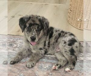 Sheprador Puppy for sale in ATMORE, AL, USA