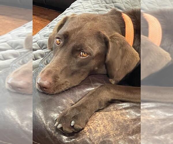 Medium Photo #7 Labrador Retriever Puppy For Sale in San Diego, CA, USA