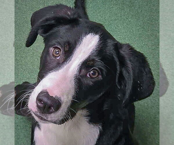 Medium Photo #3 Border Collie-Unknown Mix Puppy For Sale in Huntley, IL, USA
