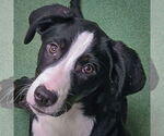 Small #2 Border Collie Mix