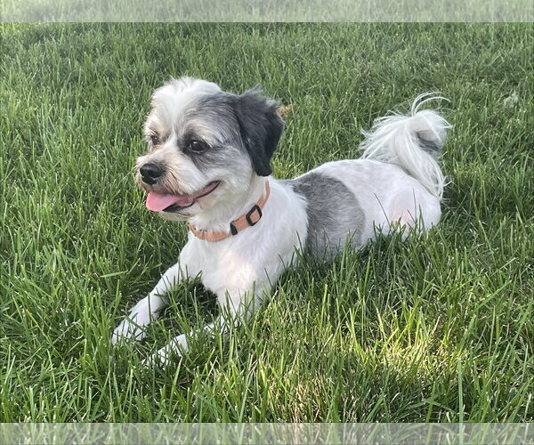 Medium Photo #3 Schweenie Puppy For Sale in Brooklyn Center, MN, USA