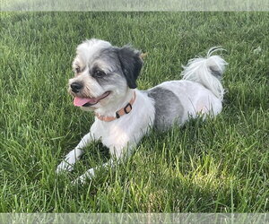 Sir - Male Schweenie Dog for Adoption - Photo #3