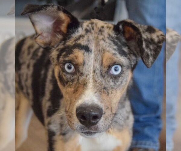 Medium Photo #8 Australian Shepherd-Unknown Mix Puppy For Sale in Huntley, IL, USA