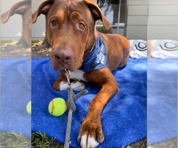 Medium Photo #7 Redbone Coonhound-Unknown Mix Puppy For Sale in Lake Forest, CA, USA