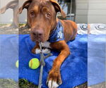 Small #6 Redbone Coonhound Mix